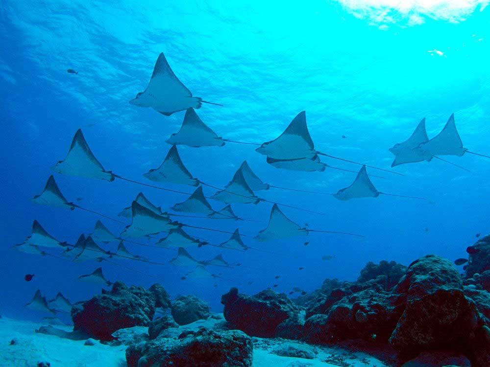 Manta Point