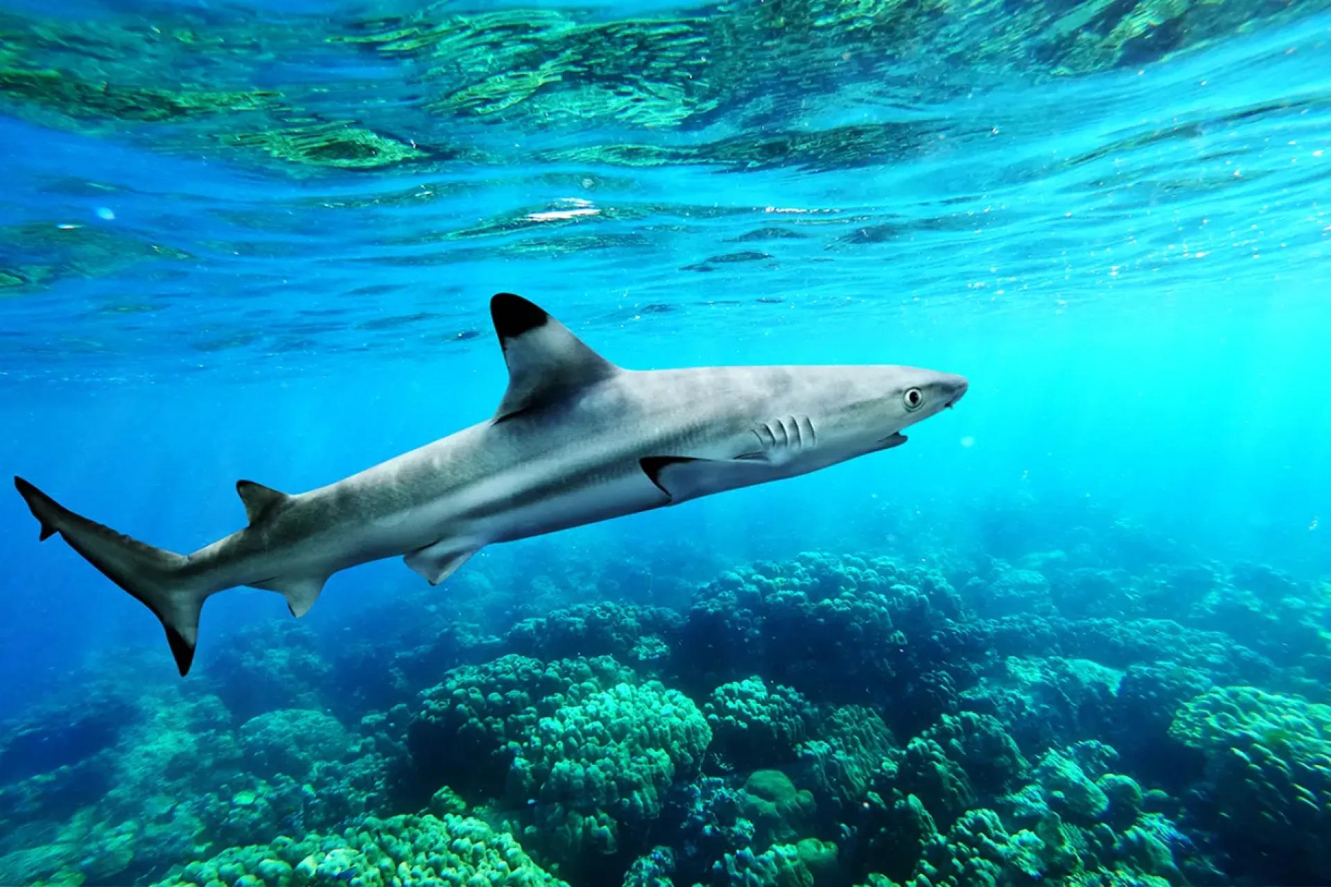 Reef Shark