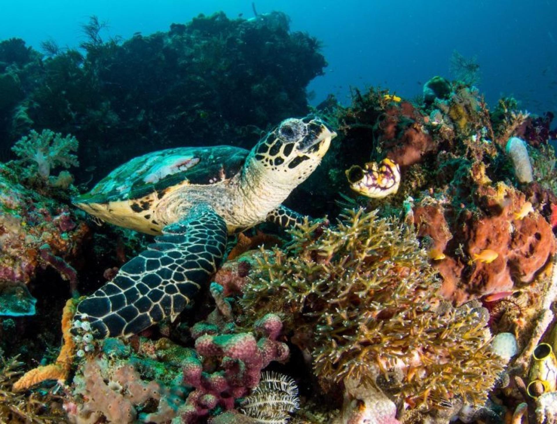 Turtle