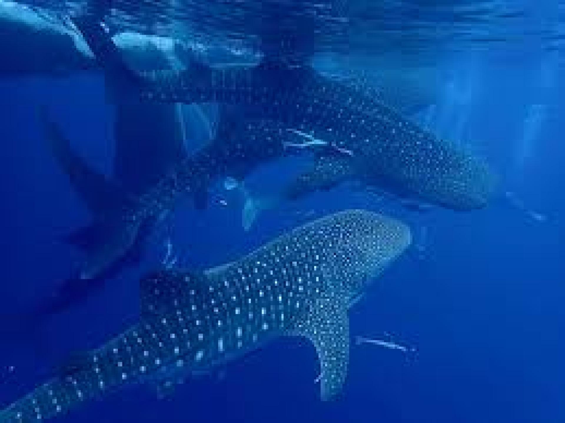 Whale Shark